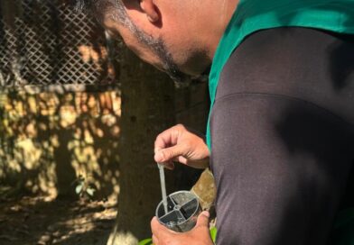 Saúde continua com combate à dengue pelos bairros Figueira e São Benedito Saúde continua com combate à dengue pelos bairros Figueira e São Benedito